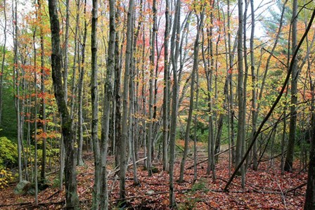 Grey Tree Stand Autumn by Robert Goldwitz art print