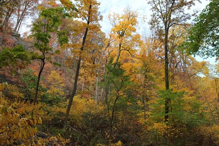 Inwood Manhattan Autumn by Robert Goldwitz art print
