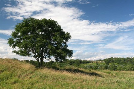 Lone Tree And Field by Robert Goldwitz art print