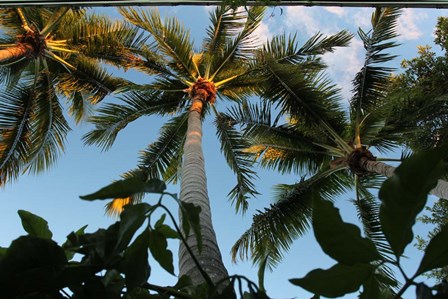 Looking Up Palms 006 by Robert Goldwitz art print