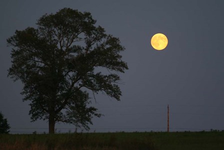 Moonrise Lone Tree by Robert Goldwitz art print