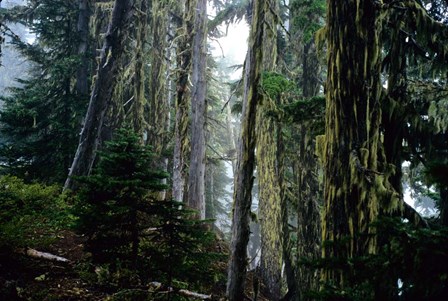 Mt. Rainier Forest by Robert Goldwitz art print