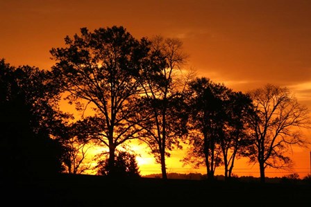 Orange Sunrise Treeline by Robert Goldwitz art print