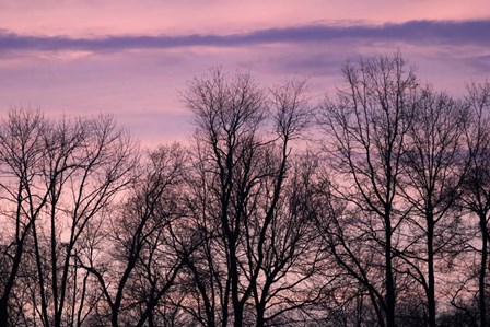 Purple Sky Treeline by Robert Goldwitz art print