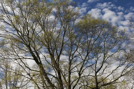 Spring Branches Clouds by Robert Goldwitz art print