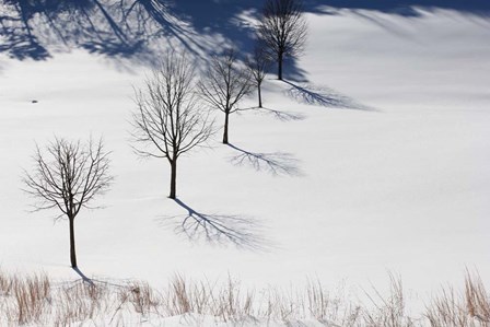Winter Field Silhouettes by Robert Goldwitz art print