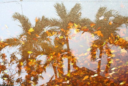 Palm Reflection by Robert Goldwitz art print