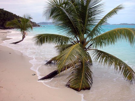 Palms Growing In Sand by Robert Goldwitz art print