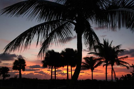Pre Dawn Tropical Trees by Robert Goldwitz art print