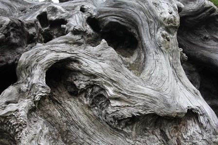 Redwood Root Driftwood by Robert Goldwitz art print