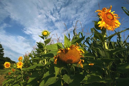 Sunflower Sky by Robert Goldwitz art print