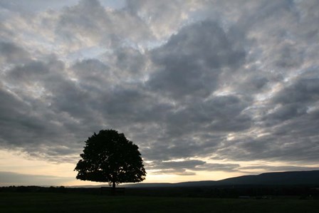 Sunset Silhouette Tree by Robert Goldwitz art print