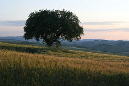Tuscan Hillside by Robert Goldwitz art print