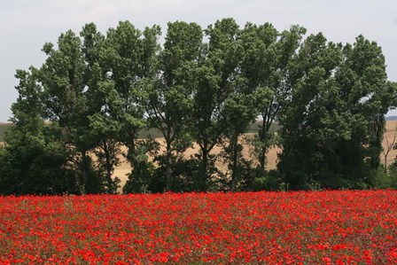 Tuscan Treeline Poppies by Robert Goldwitz art print