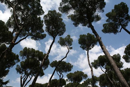 Tuscan Trees Clouds by Robert Goldwitz art print