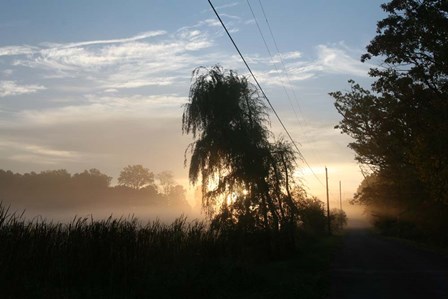 Willows Morning Road by Robert Goldwitz art print