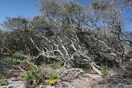 Windblown Shore Trees by Robert Goldwitz art print