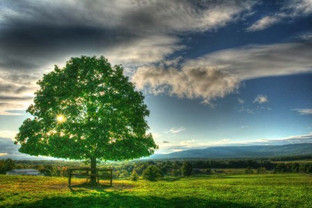 Blue Chip Sunset Tree by Robert Goldwitz art print