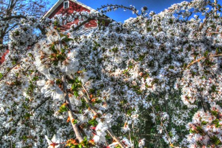 Cherry Blossom Barn by Robert Goldwitz art print