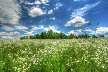 Daisy Sky by Robert Goldwitz art print
