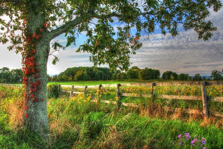 Fence And Tree by Robert Goldwitz art print