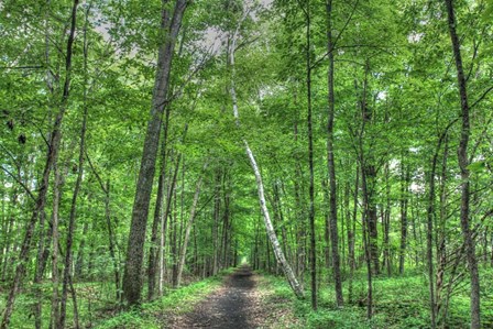 Forest Birch by Robert Goldwitz art print