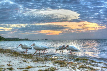 Ibis At Sunrise by Robert Goldwitz art print