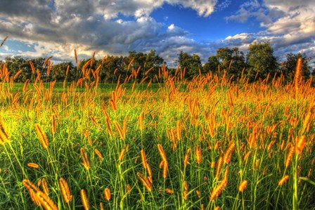 Late Summer Grass by Robert Goldwitz art print