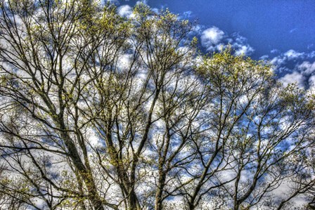 May Buds And Sky by Robert Goldwitz art print
