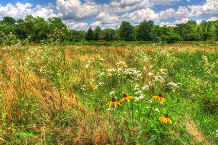 Painted Daisy Meadow by Robert Goldwitz art print