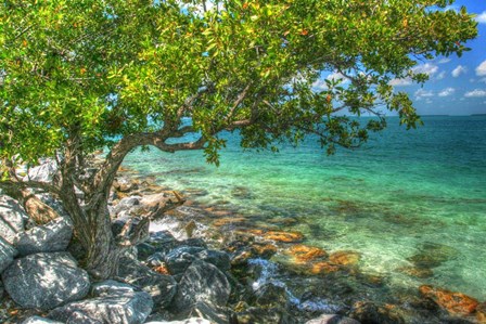 Rocky Shore Tree by Robert Goldwitz art print