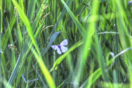 Splendor In The Grass by Robert Goldwitz art print