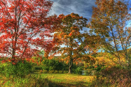 Tillson Lake Trees by Robert Goldwitz art print
