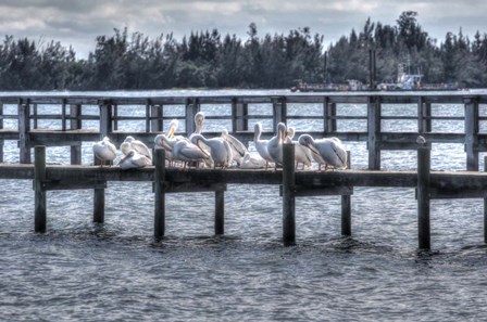 White Pelicans And Piers by Robert Goldwitz art print