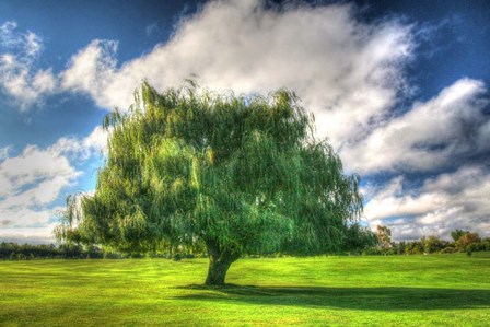 1,000 Islands Tree by Robert Goldwitz art print