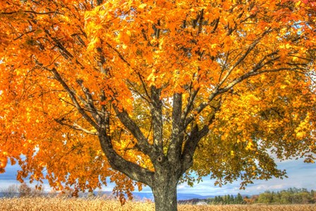 Autumn Yellow Tree And Gunks by Robert Goldwitz art print