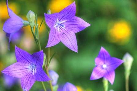 Balloon Flowers by Robert Goldwitz art print