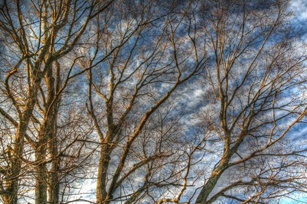 Bare Branches 1 by Robert Goldwitz art print