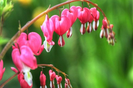 Bleeding Hearts 2 by Robert Goldwitz art print
