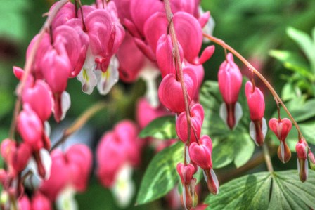 Bleeding Hearts 3 by Robert Goldwitz art print