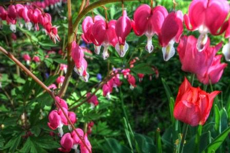 Bleeding Hearts 4 by Robert Goldwitz art print
