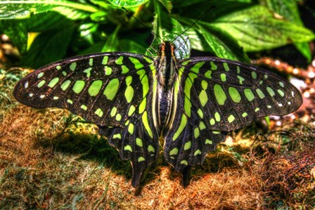 Butterfly 3 by Robert Goldwitz art print