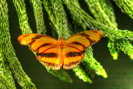 Butterfly 4 by Robert Goldwitz art print