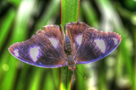 Butterfly 5 by Robert Goldwitz art print