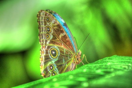 Butterfly 9 by Robert Goldwitz art print