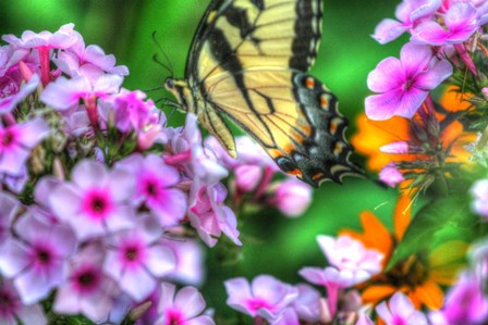 Butterfly 16 by Robert Goldwitz art print
