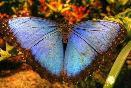 Butterfly 20 by Robert Goldwitz art print