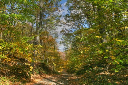 Dirt Road Passage by Robert Goldwitz art print