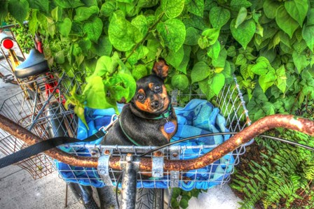 Dog In Basket by Robert Goldwitz art print