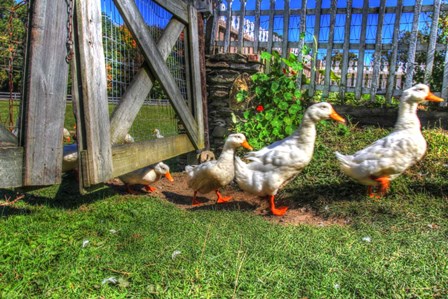 Ducks Escapiing by Robert Goldwitz art print